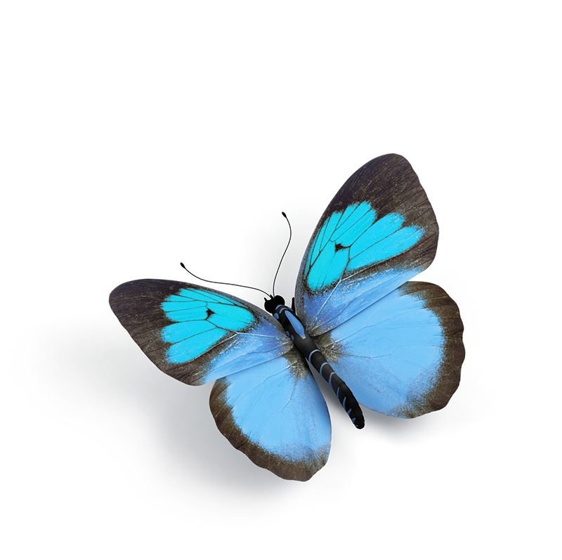 Single Butterfly - Feathered.png