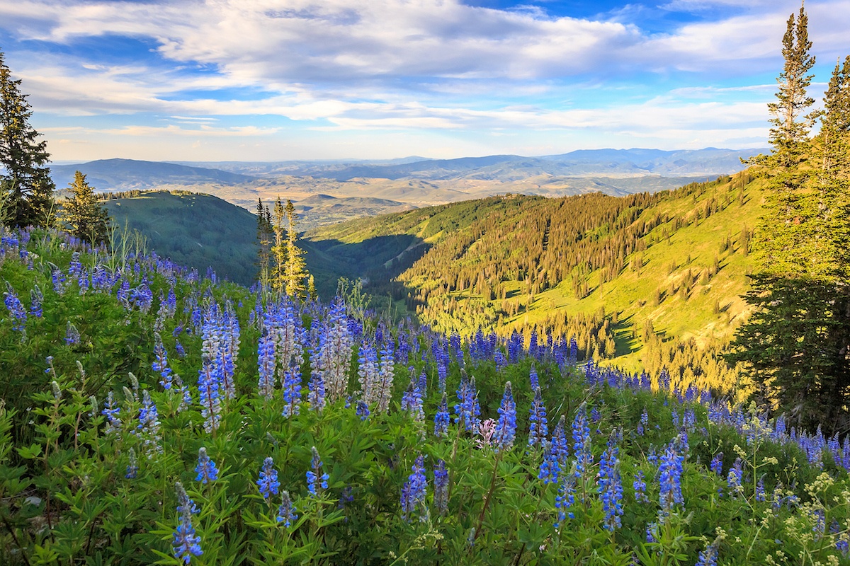 ParkCityLupine_small-545980130