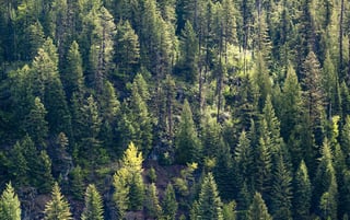 your-fundraising-strategy-seeing-the-forest-for-the-trees.jpg